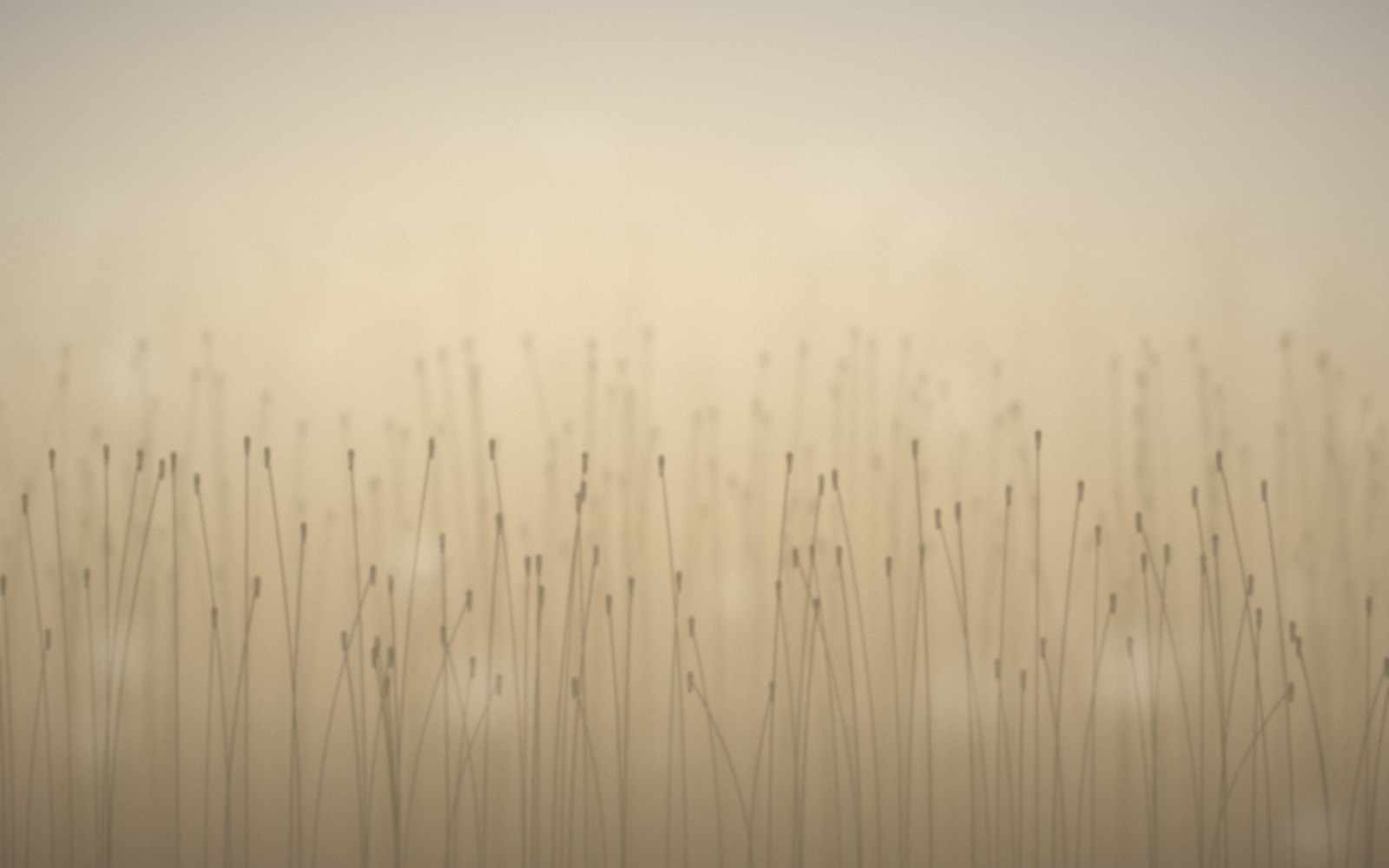 Seed heads in an open field catching low golden sunlight